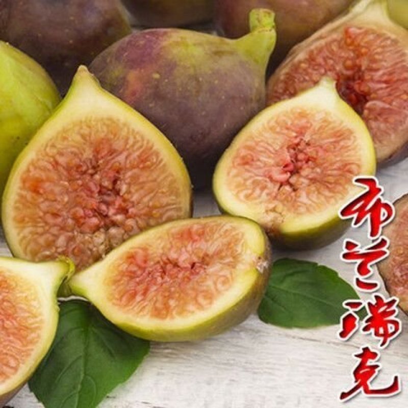 波姬红无花果苗～含糖量高-产品优-好成活-假一赔十