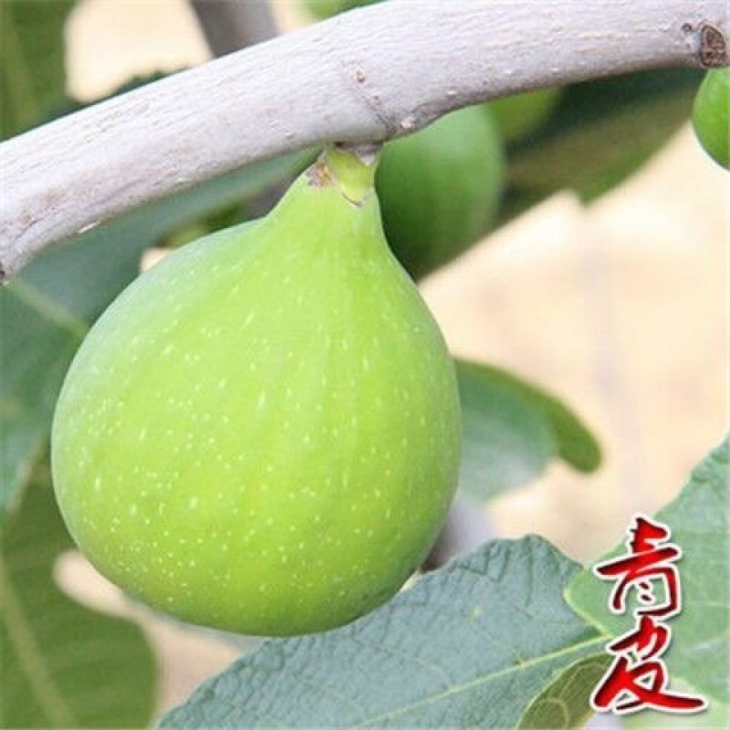 波姬红无花果苗～含糖量高-产品优-好成活-假一赔十