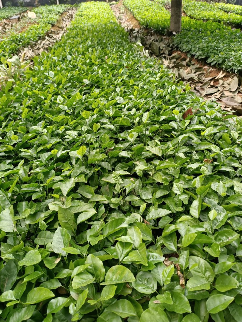 供应山黄皮果苗黄皮果小苗黄皮芽苗包邮