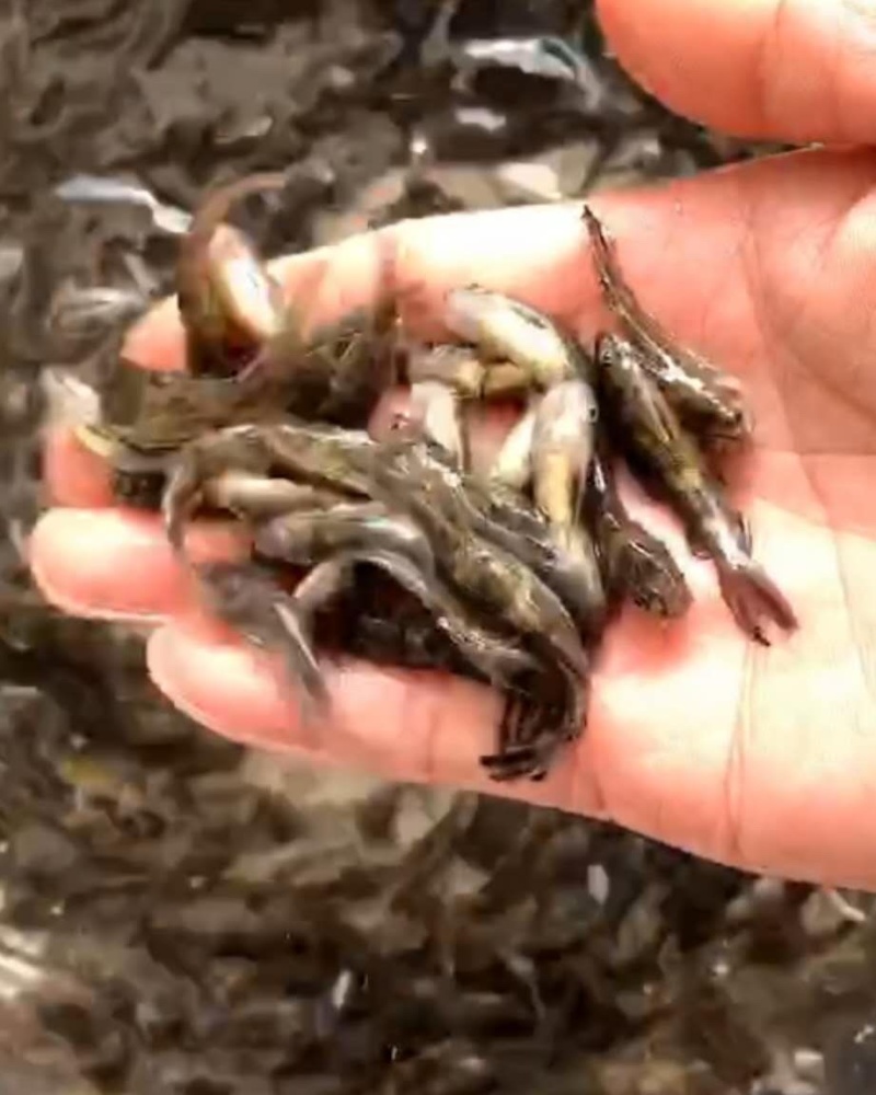 杂交黄骨鱼苗/黄骨鱼大量价格从优。