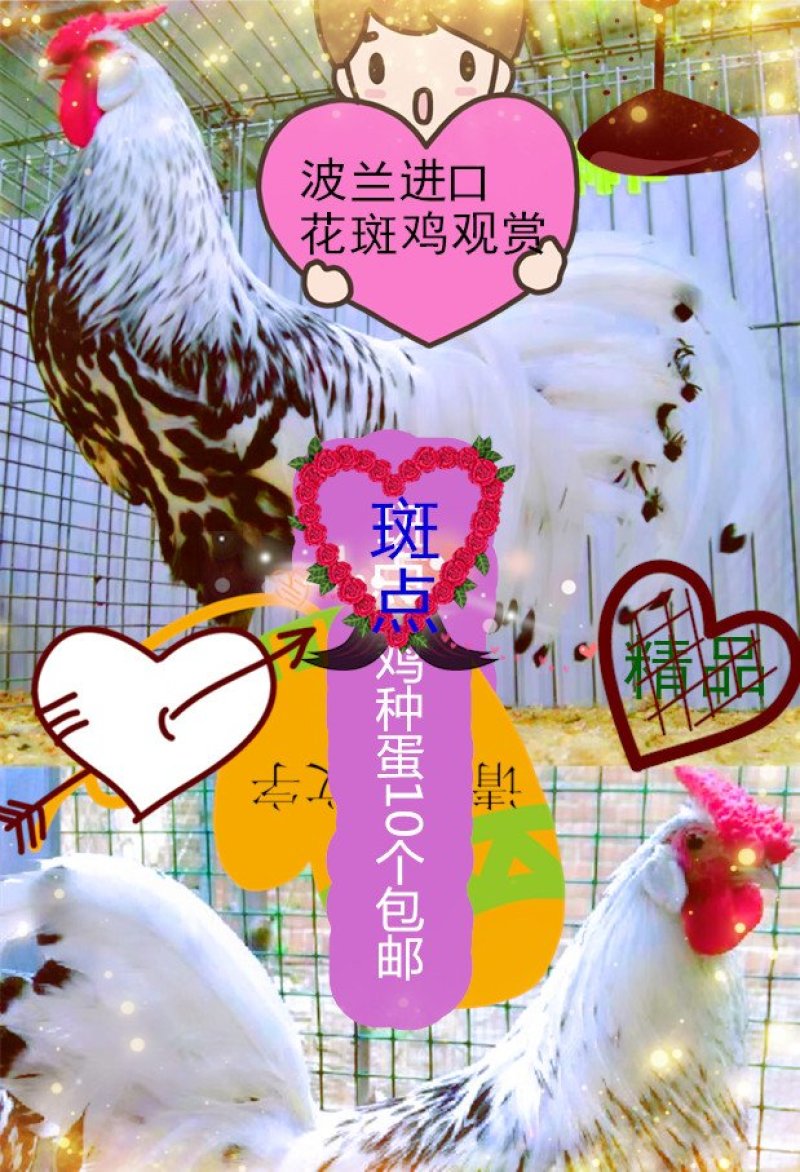 花斑鸡种蛋波兰斑点鸡受精蛋10个防震包装顺丰包邮