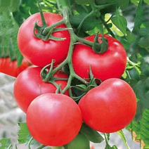 普罗旺斯水果西红柿