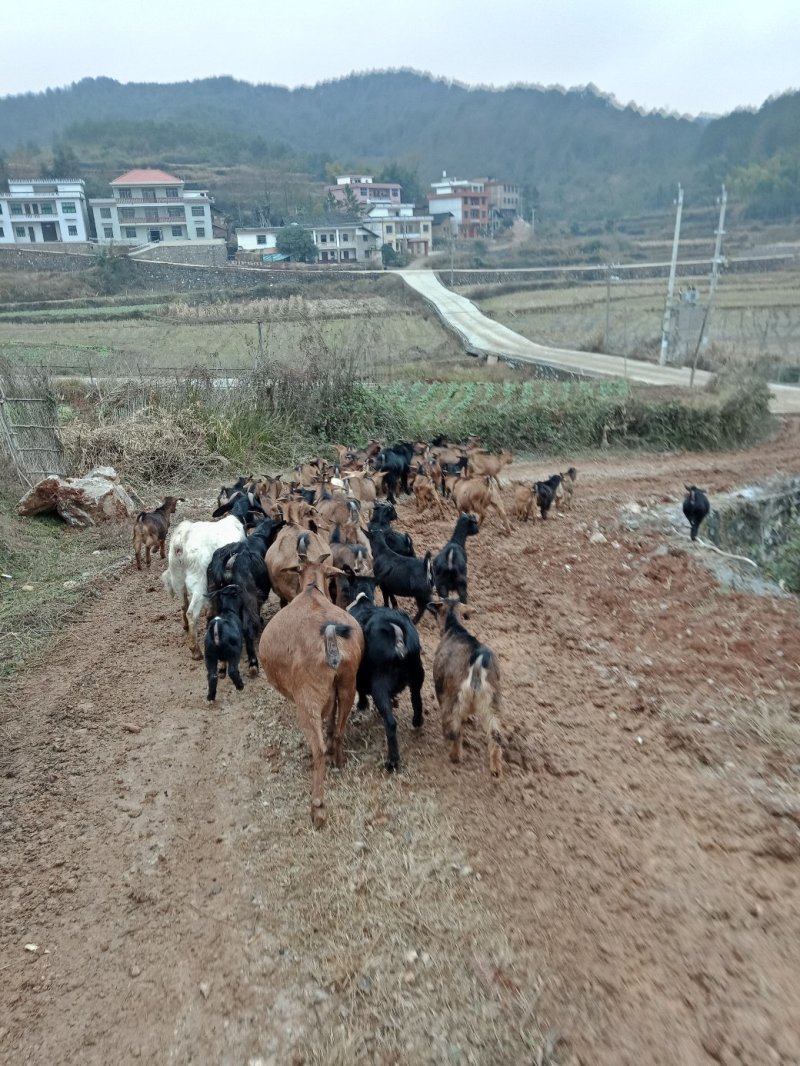 放养山羊