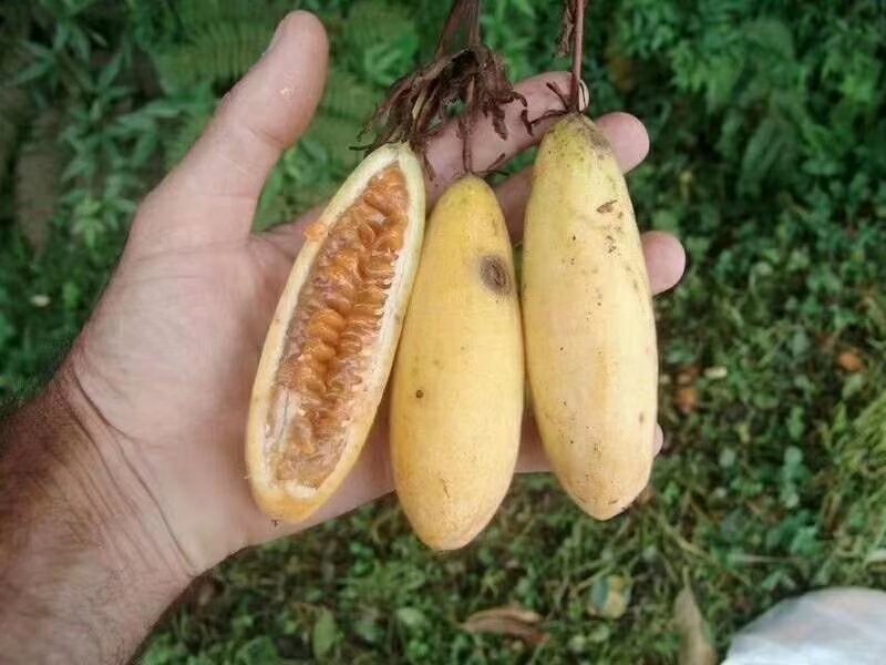 木瓜百香果苗，黄金木瓜百香果苗绿皮百香果苗，