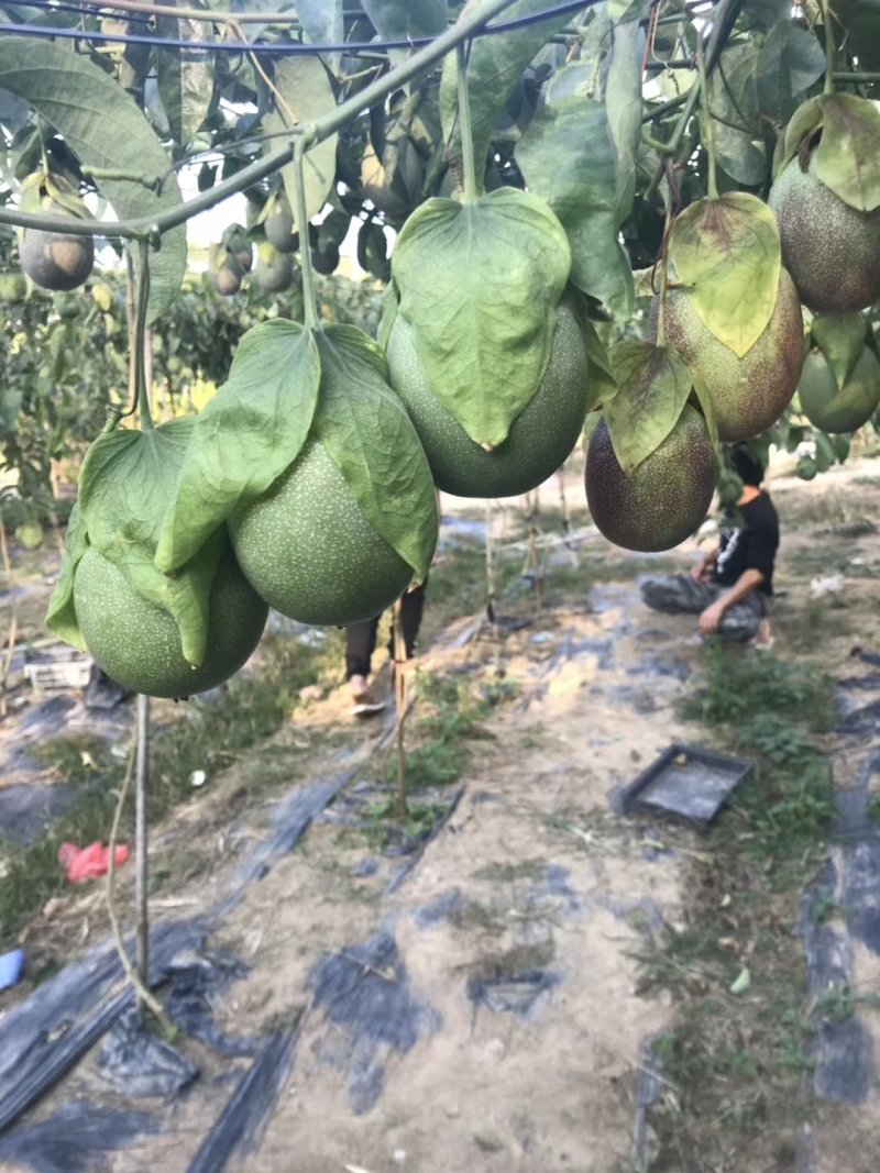 木瓜百香果苗，黄金木瓜百香果苗绿皮百香果苗，