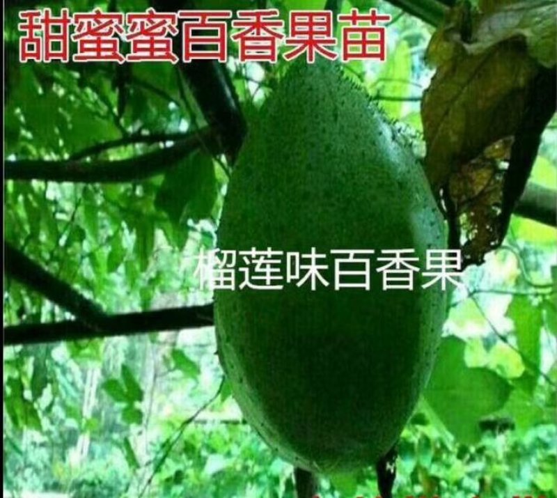 木瓜百香果苗，黄金木瓜百香果苗绿皮百香果苗，
