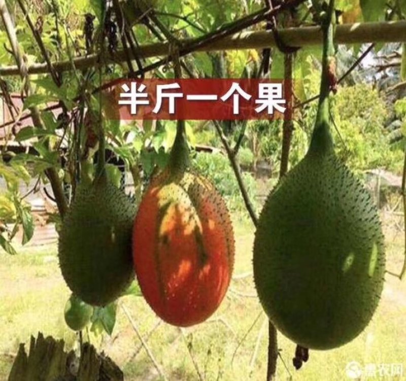 木瓜百香果苗，黄金木瓜百香果苗绿皮百香果苗，