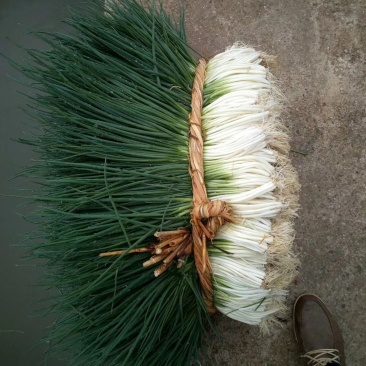 需要小葱的老板联系，价格美丽，
