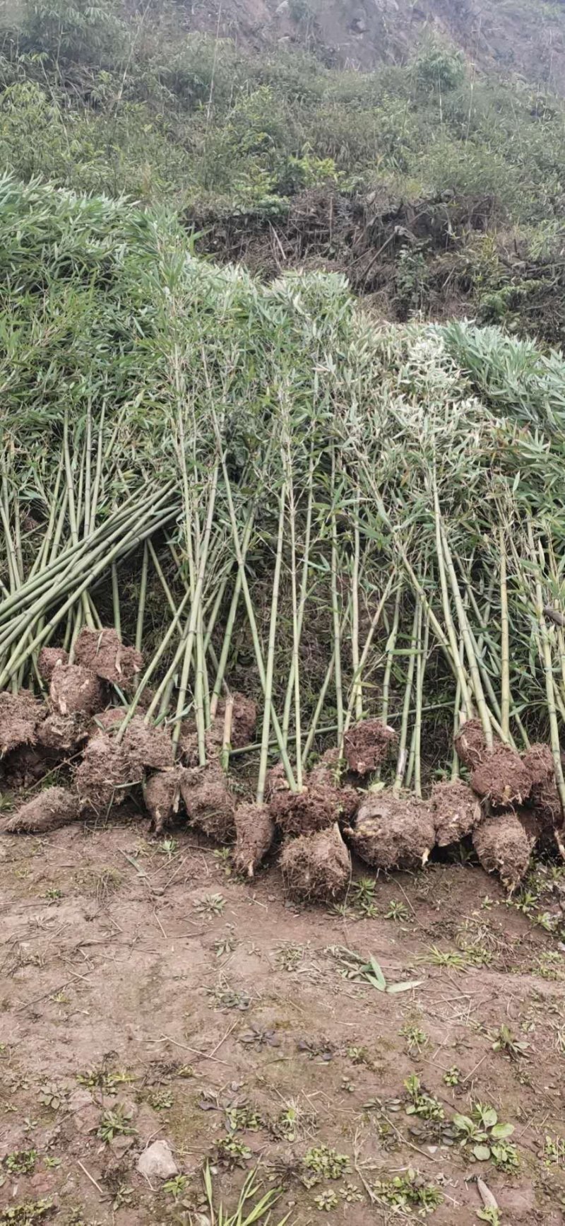 精品竹子-苦竹雷竹苗水竹苗金竹苗钢竹苗欢迎选购