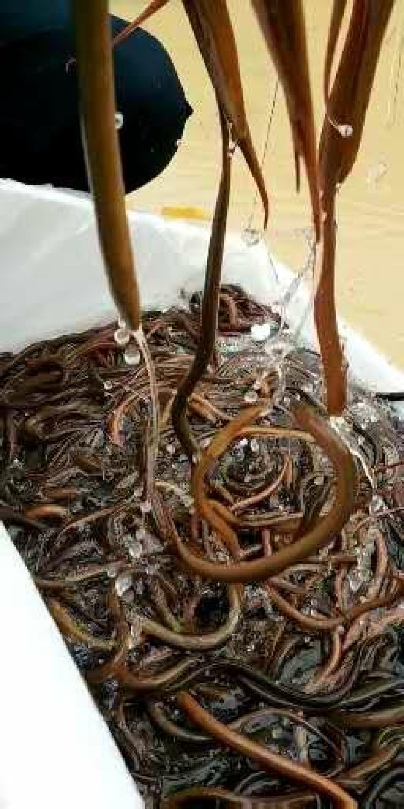 【推荐】正大9号黄鳝苗/人工养殖抗病毒强超低全国包邮