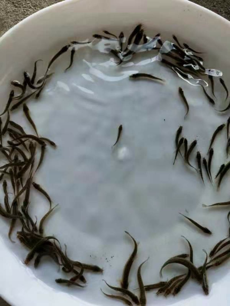 【推荐】真泥鳅苗/水花/全国包邮