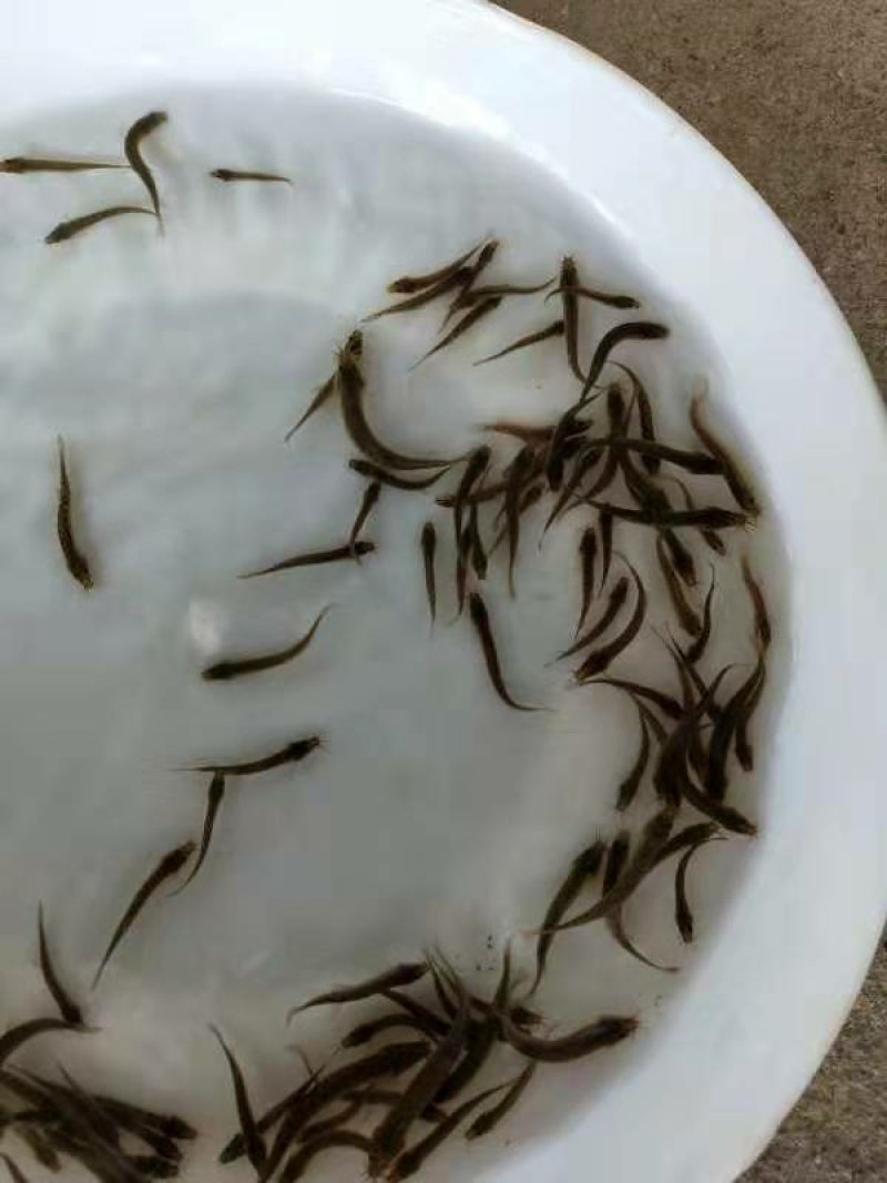 【推荐】真泥鳅苗/水花/全国包邮