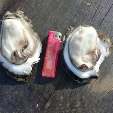 广西北部湾海脆口生蚝