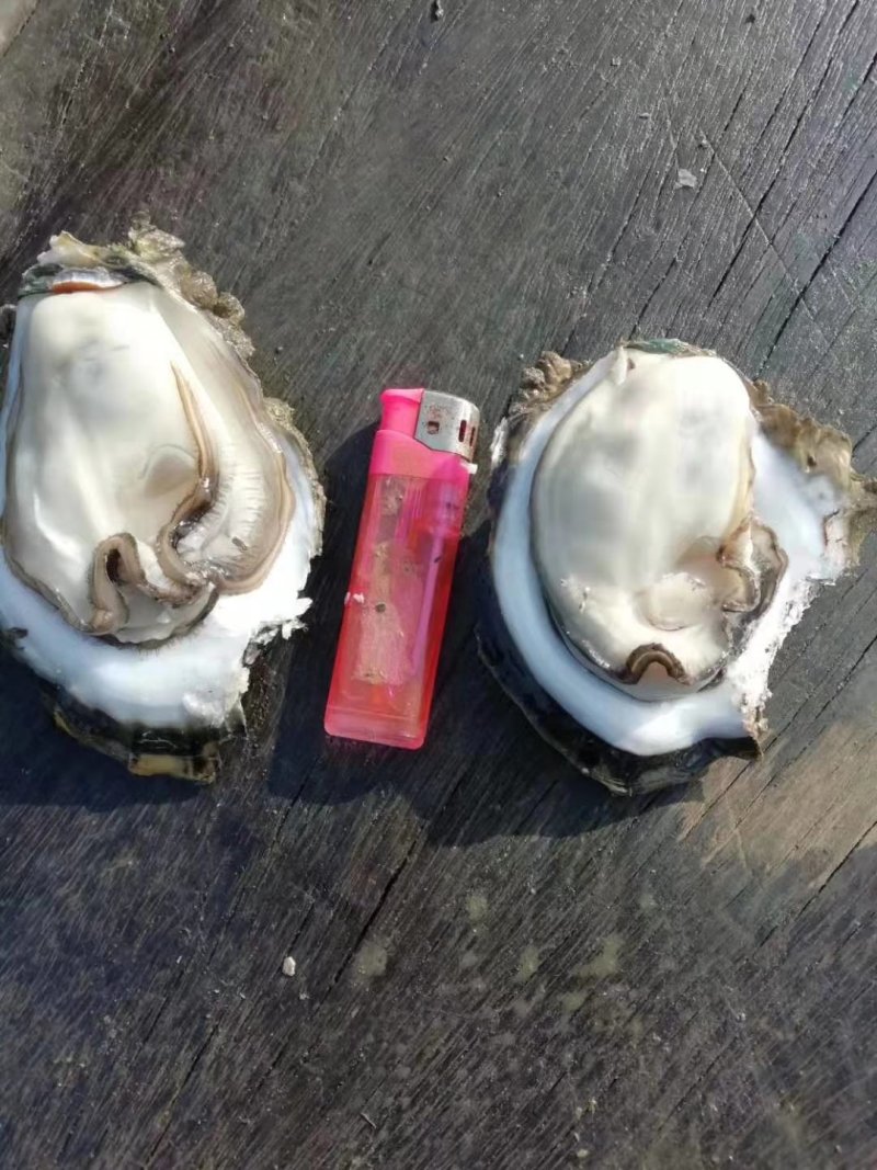 广西北部湾海脆口生蚝