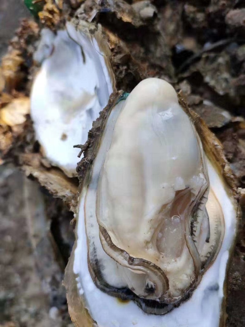广西北部湾海脆口生蚝
