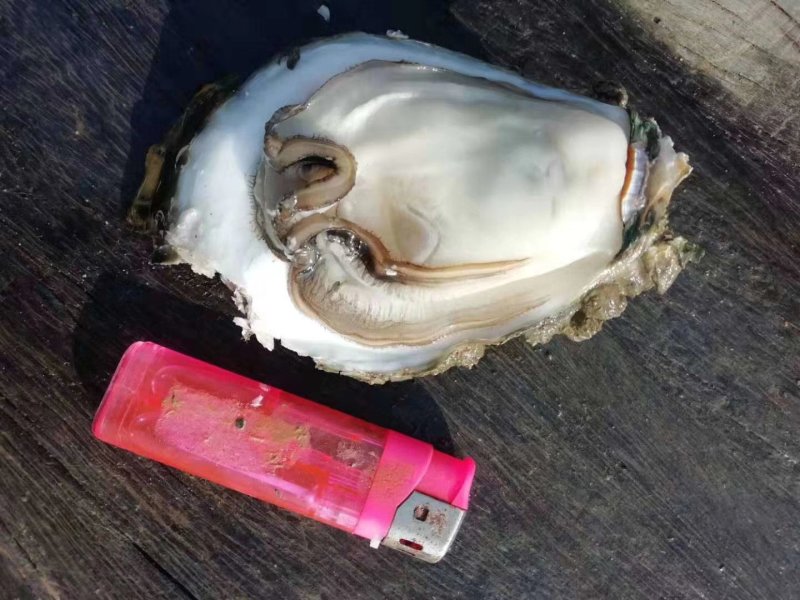 广西北部湾海脆口生蚝