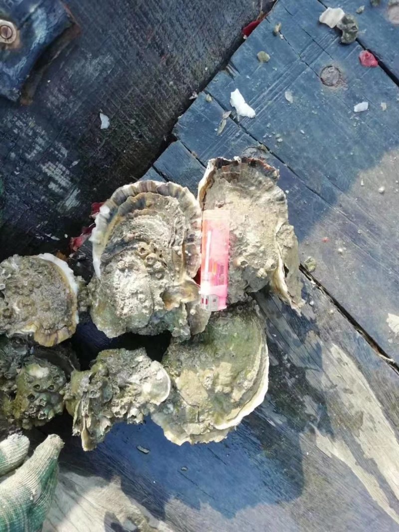 广西北部湾海脆口生蚝