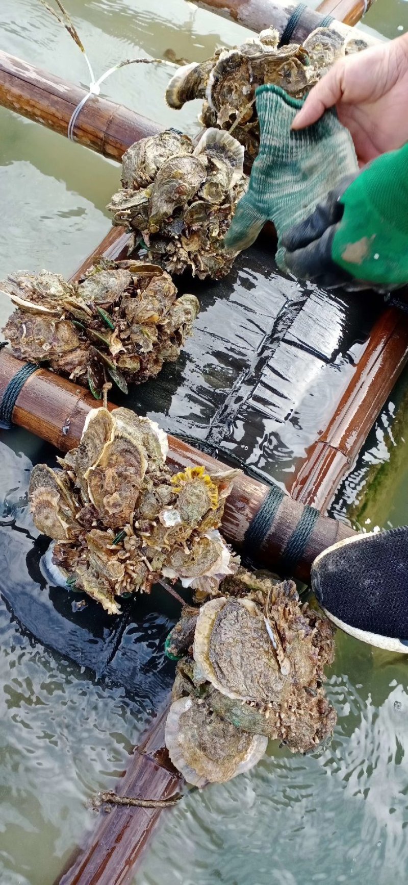 广西北部湾海脆口生蚝
