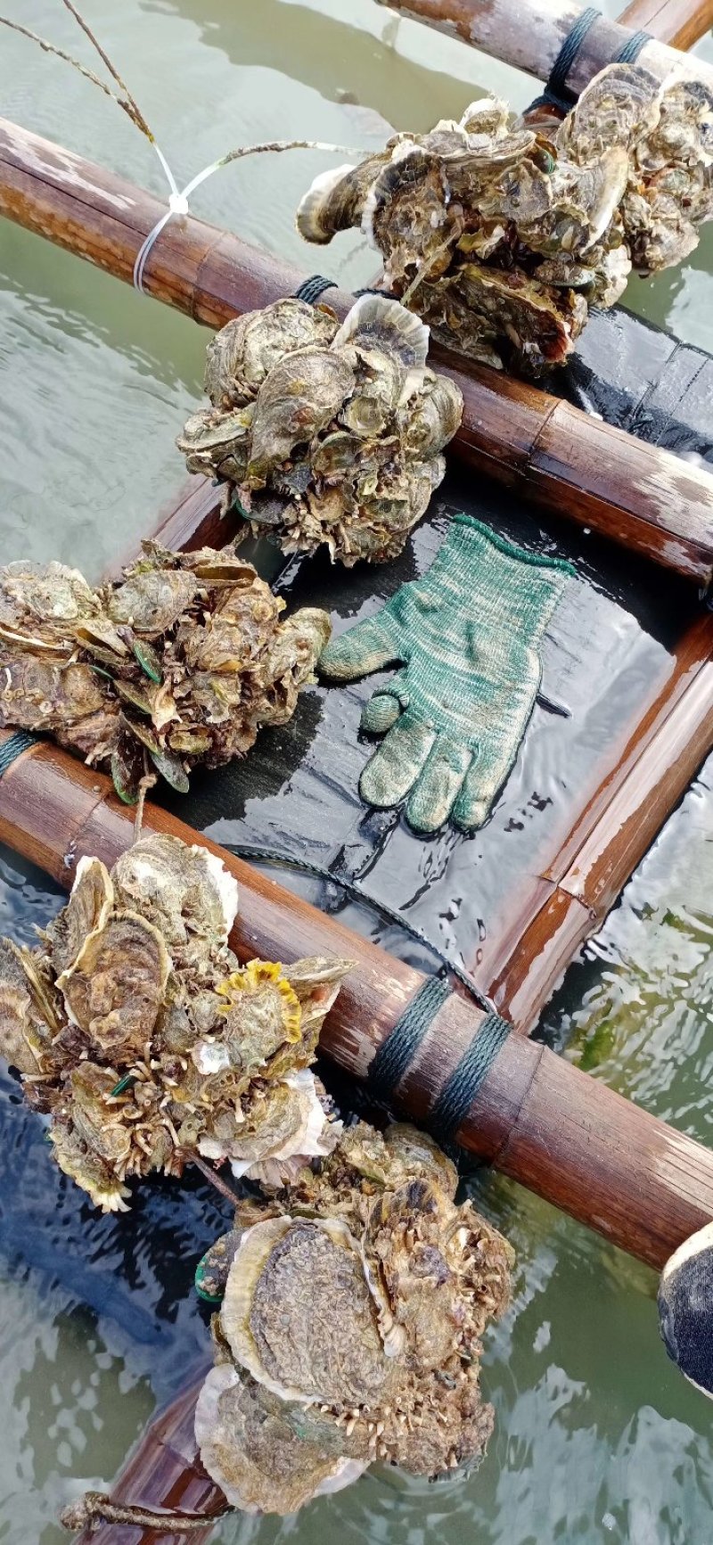 广西北部湾海脆口生蚝