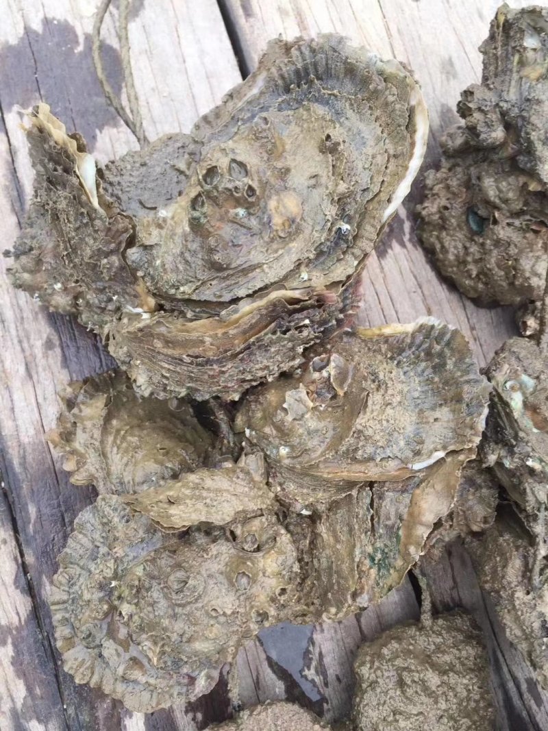 广西北部湾海脆口生蚝