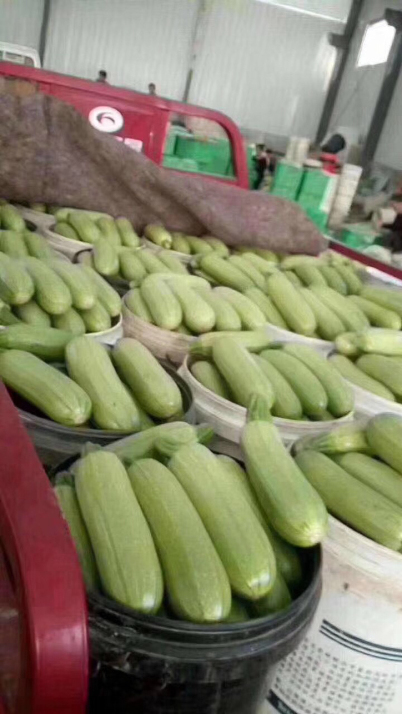 精品、西葫芦量大、个头均匀、产地直发。产地直发。