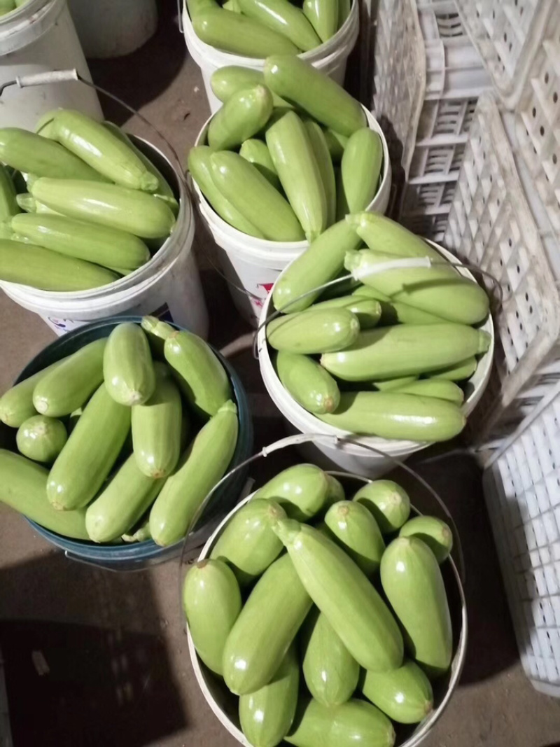 精品、西葫芦量大、个头均匀、产地直发。产地直发。