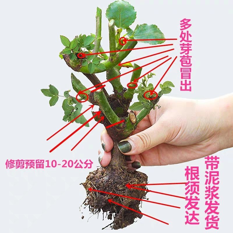 蓝色玫瑰花苗【正品已审核】欢迎实地选苗！成活率高