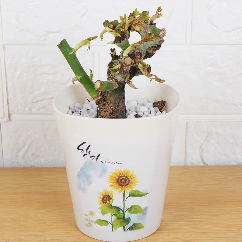 蓝色玫瑰花苗【正品已审核】欢迎实地选苗！成活率高