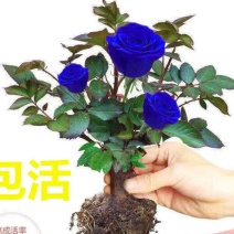 蓝色玫瑰花苗【正品已审核】欢迎实地选苗！成活率高