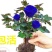 蓝色玫瑰花苗【正品已审核】欢迎实地选苗！成活率高