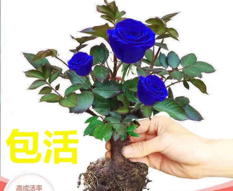 蓝色玫瑰花苗【正品已审核】欢迎实地选苗！成活率高