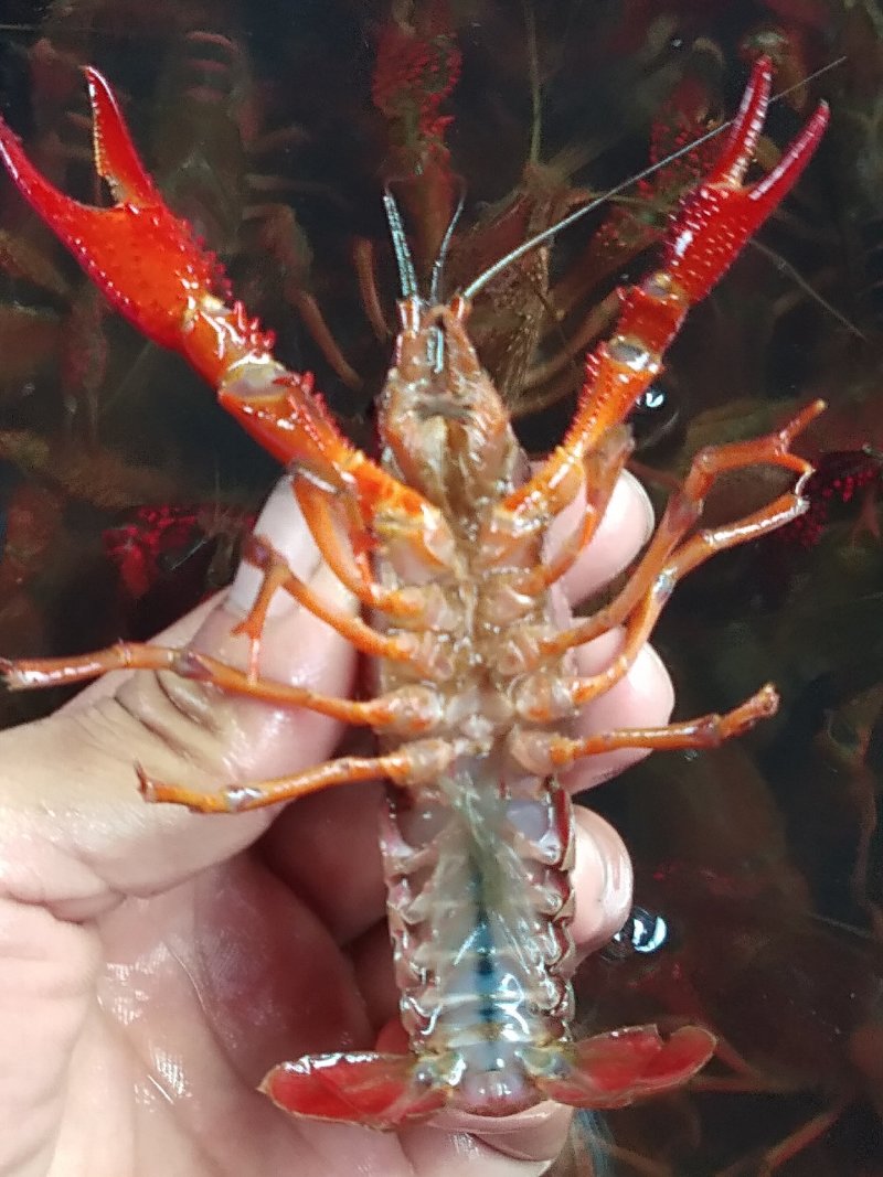 精品小龙虾、按需要分拣、底部干净、肉饱满有弹性、