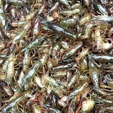 虾苗~塘口深水虾苗质量杠杠滴~80尾左右
