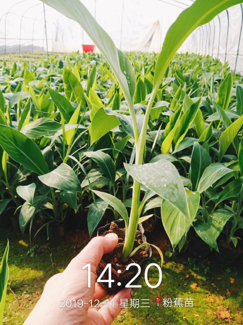 【品种丰富】广西威廉斯香蕉苗，粉蕉苗，西贡蕉苗基地直供