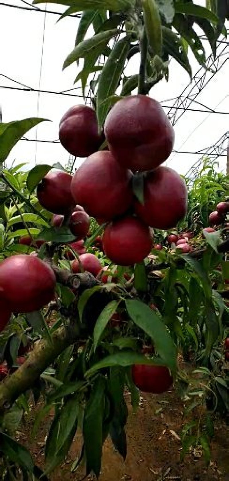 河北乐亭油桃大量上市中！