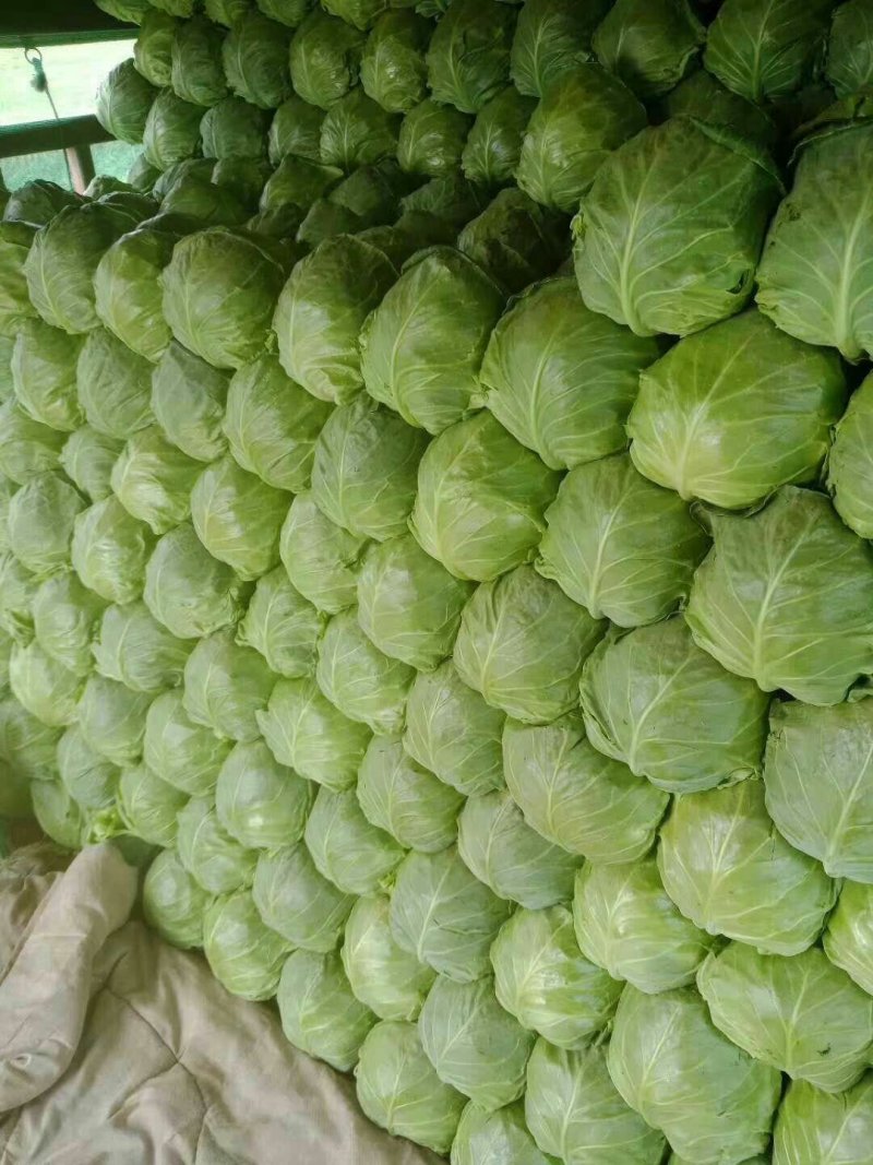 河北定州春玉甘蓝大量上市