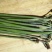 蕨菜贵州高山蕨菜龙爪菜贵州原生态蕨菜