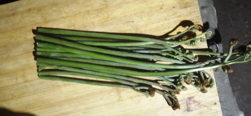 蕨菜贵州高山蕨菜龙爪菜贵州原生态蕨菜