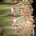 蕨菜贵州高山蕨菜龙爪菜贵州原生态蕨菜
