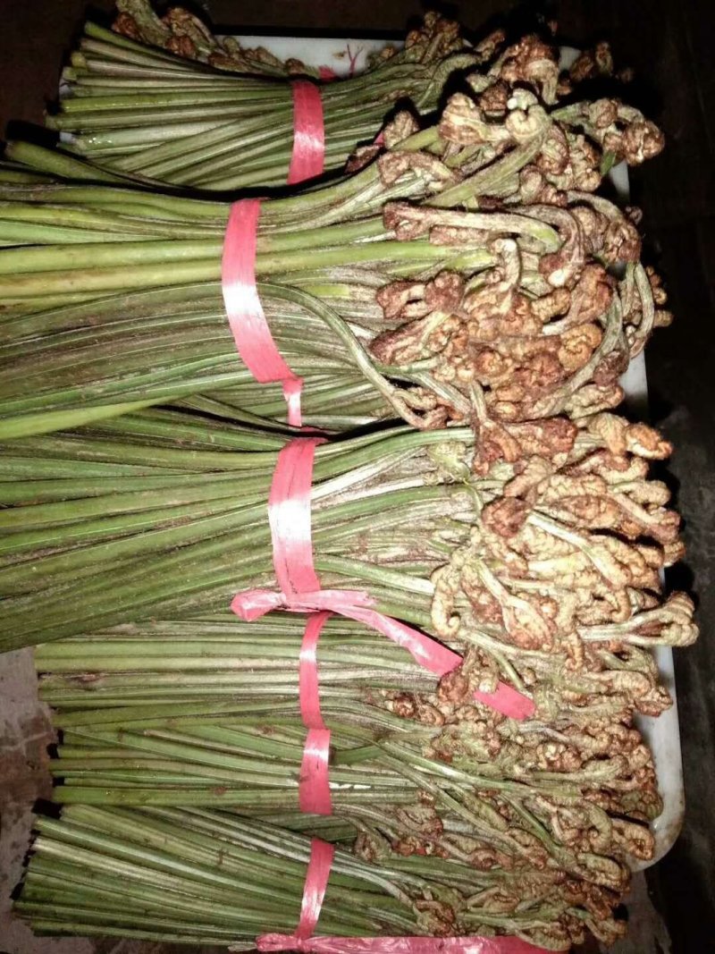 蕨菜贵州高山蕨菜龙爪菜贵州原生态蕨菜