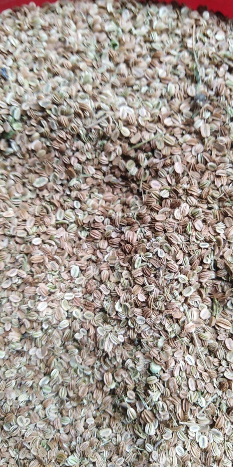 蛇床子野生，中药材蛇籽，保证质量，长期有货，，，，，，，