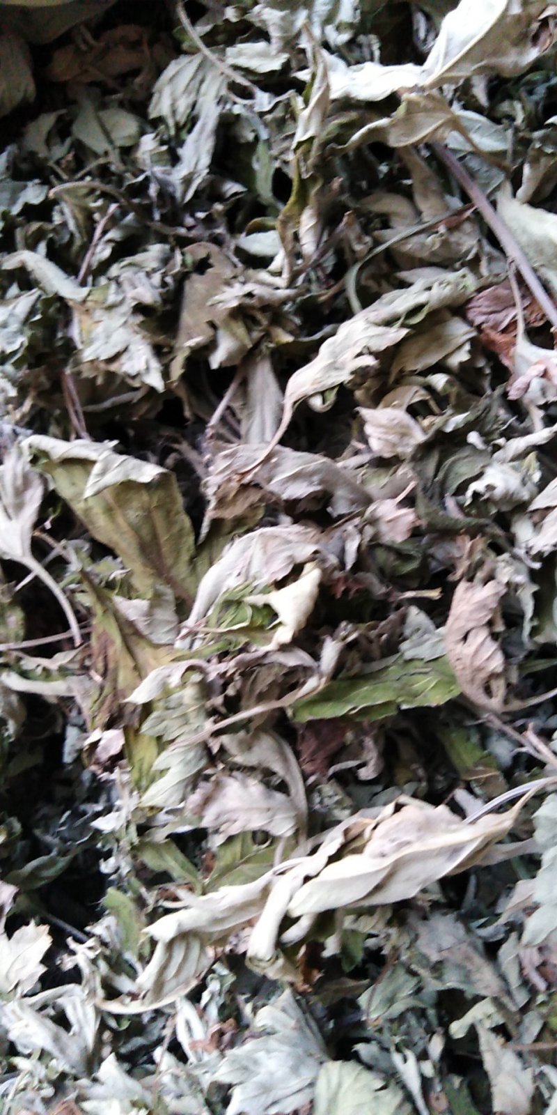 3年野生陈艾叶端午节，泡水冼高含量。有手选，保证质量长期
