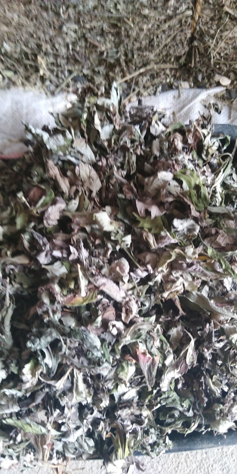 3年野生陈艾叶端午节，泡水冼高含量。有手选，保证质量长期