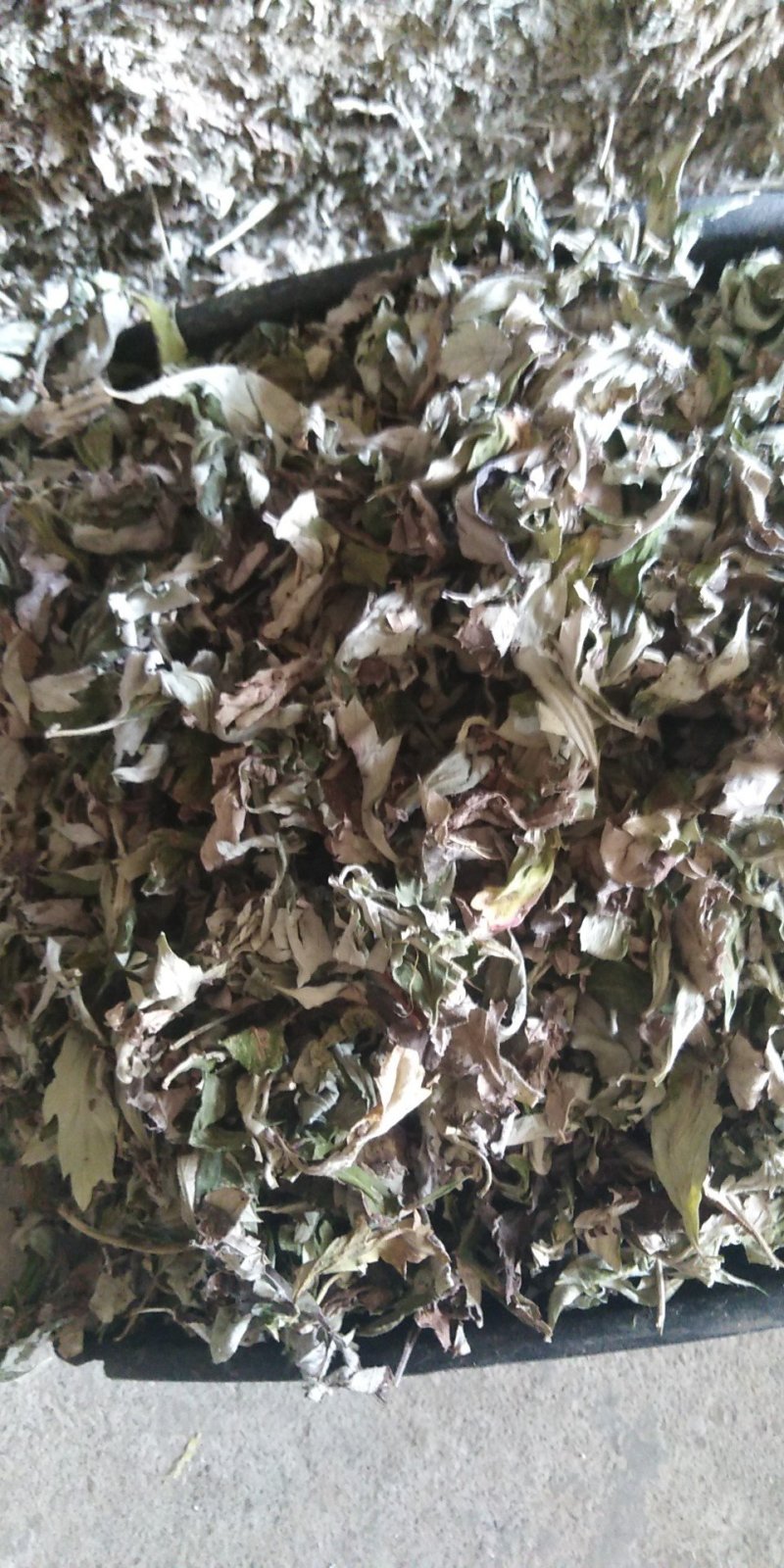 3年野生陈艾叶端午节，泡水冼高含量。有手选，保证质量长期