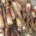广西金秀大瑶山野生苦笋