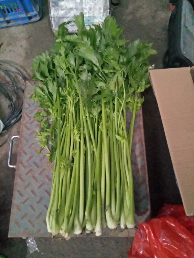优质芹菜大量上市中！大量有货！需要的客户速联系我！