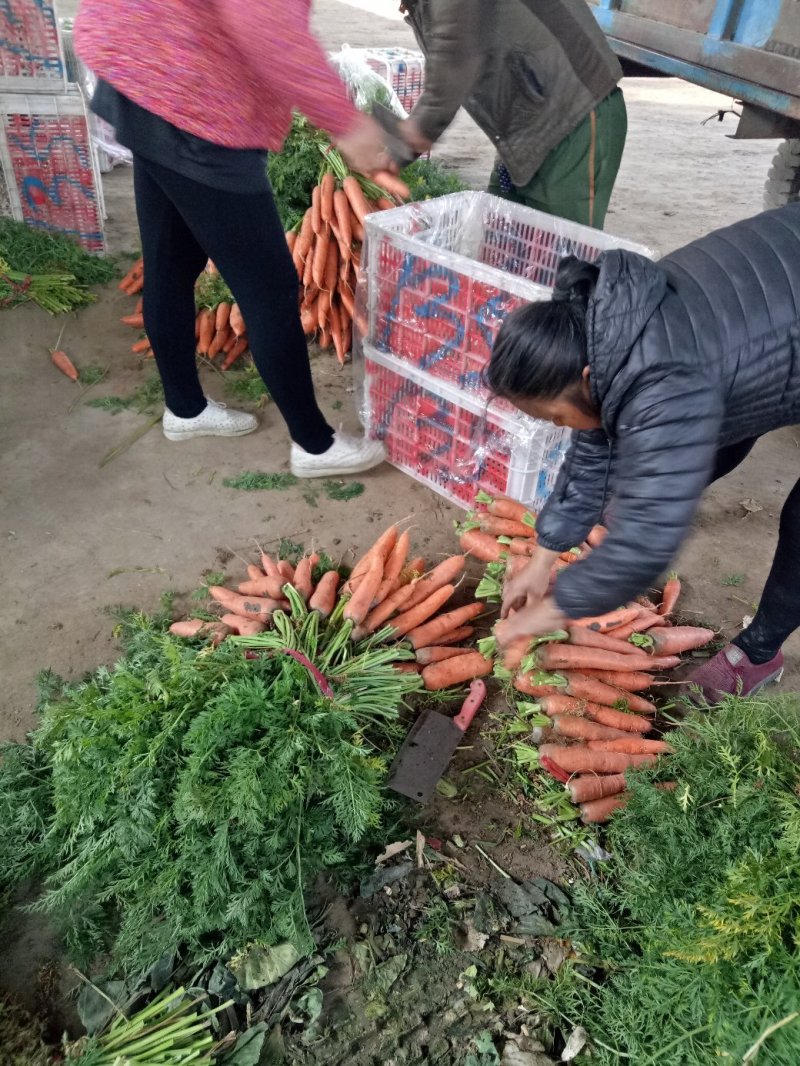 优质胡萝卜，产地直发质量保证，欢迎来电咨询