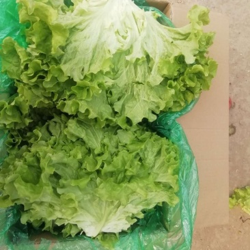 生菜精品大叶生菜黄绿叶老师