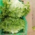 生菜精品大叶生菜黄绿叶老师