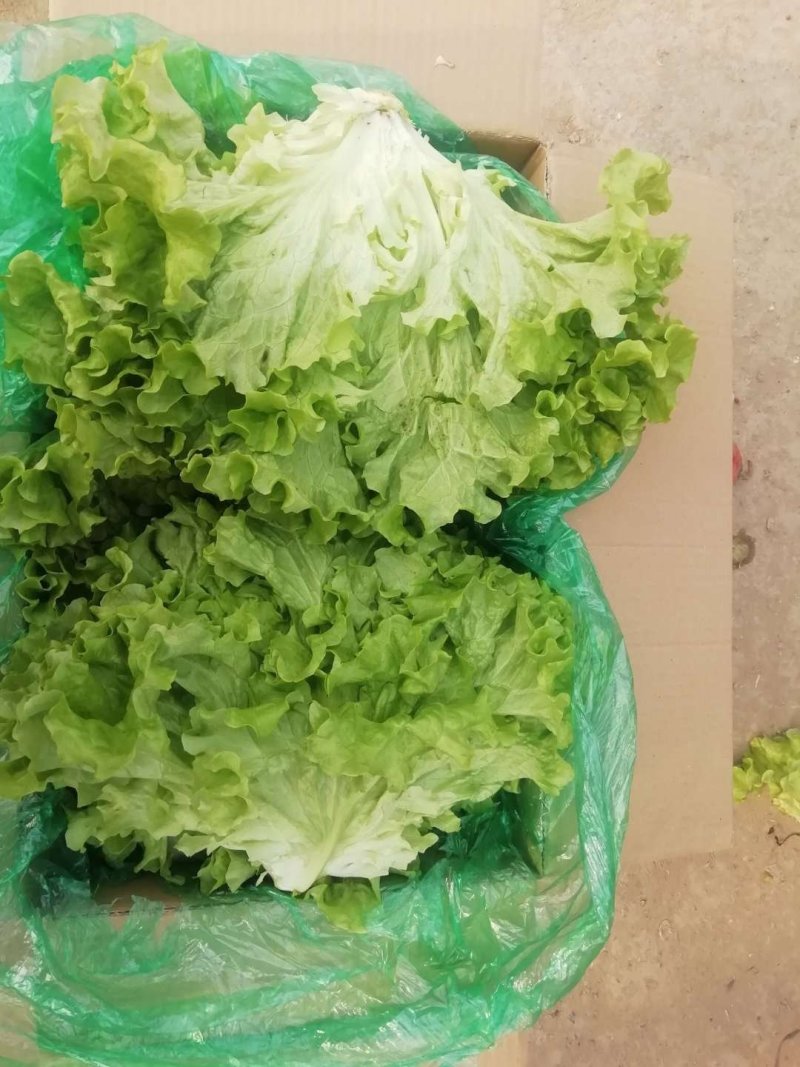 生菜精品大叶生菜黄绿叶老师